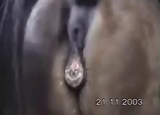 The hottest and most sweet amateur animal sex