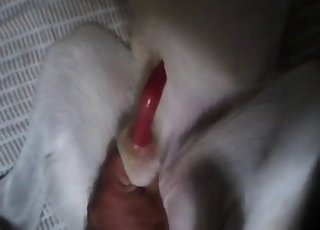 Showing you how my doggy dick is in POV