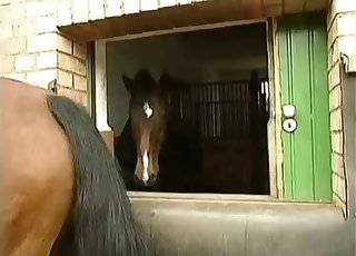 Horses being extremely sexy on cam