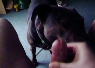 POV blowjob from a very horny dog