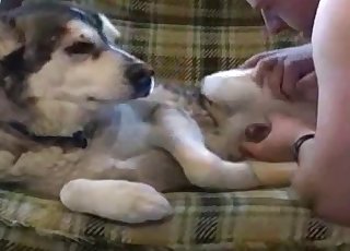 Jerking dog's amazing boner