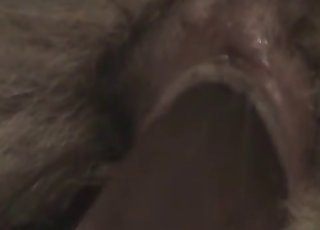 Sticking a big dildo in horse tight ass