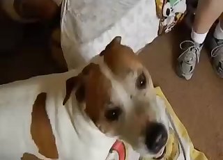 Ležérne zvádzanie sexi psíka