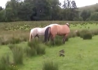 Two horses getting it on in private