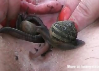 Disgusting insectophilia in close-up shot - สวนสัตว์เพศ Anal หนังโป๊ 