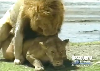 Lioness fucked nicely by horny as hell lion