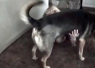 Good dog in perfect amateur bestiality