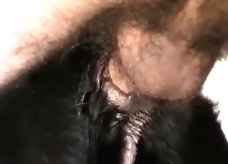 Dog has rough anal pounding