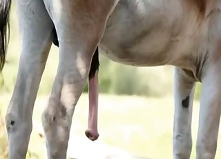 Take a look at the giant stallion snake