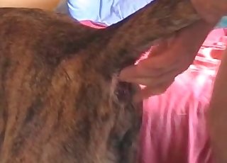 Creampie at the end of fucking for a lovely pet