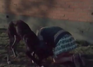 Can't stop enjoying bestiality fucking