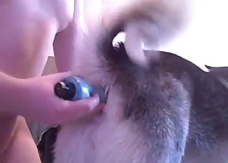 Playing with my doggy's anus in close-up