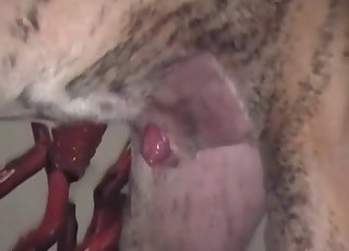 Intense drilling for a thirsty-ass zoophile