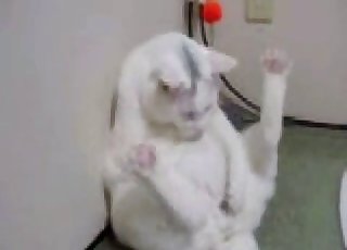 Pussy playing with its pussy