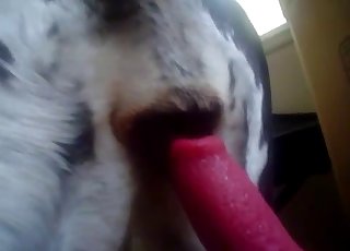 Dalmatian is enjoying anal stimulation