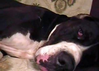 Nasty and lusty wife participates bestiality sex