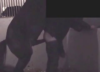 Real stallion and farmer fuck in doggy pose