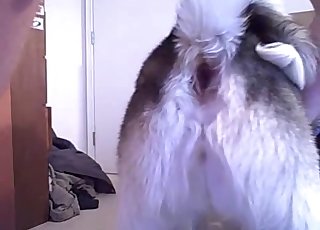 一个男人操着一个脉动的狗洞