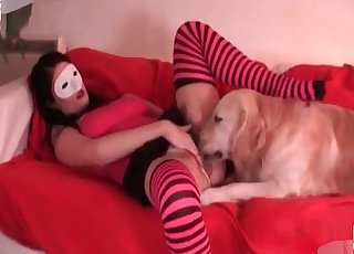 Striped stockings brunette fucks her dog