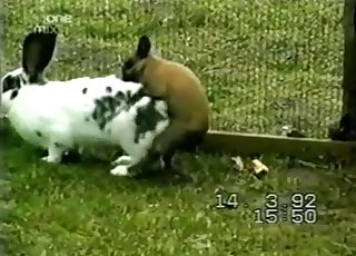Two cute rabbits having wild sex in barn