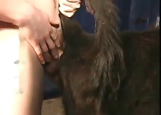 Slow and methodical bestiality