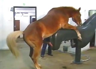 This hung stallion is not too bright