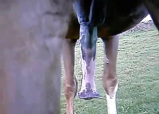 Stunning bestiality XXX cock with a huge stallion