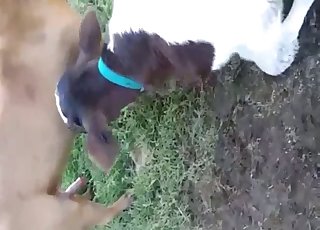 Two hot animals have nice outdoor sex