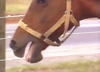 The horse has a pretty massive boner