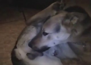 So sánh con cặc của tôi với chú chó đáng yêu của tôi