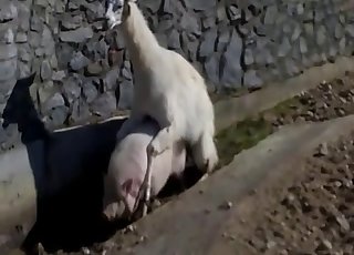 Pretty cute real animal porn between two farm animals