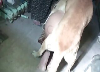 Nighttime dog bestiality porn session