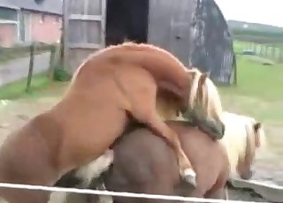 Cute small ponies are enjoying hot bestiality XXX