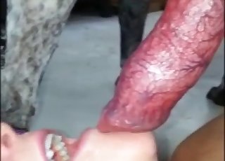 Gorgeous hottie likes sucking her doggy's red dick