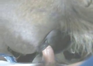 Animal sex featuring a very nice horse pussy