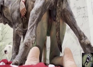 खूबसूरत महिला को एक हॉर्नी कुत्ते ने चोदा