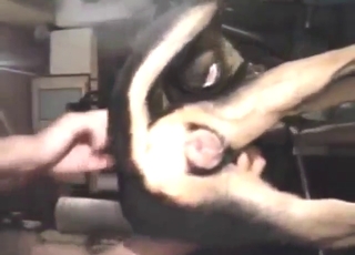 Loose-looking dog vag gets fucked from behind