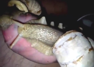 Bestiality porn shows snails fucking his cock head
