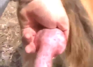 Zoo sex with stroking, moaning, and dog orgasms