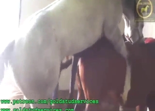 Two animals are going to get each other off