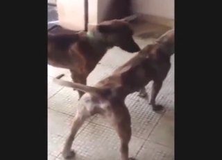 Vietnam's sexiest dogs show their real lust