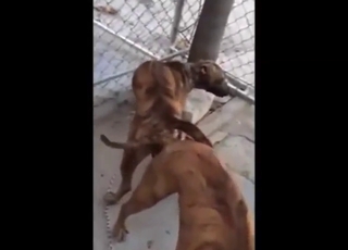 Zoo porn movie showing two beasts screwing