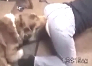 Hot and heavy fuck scene with a wet zoophile