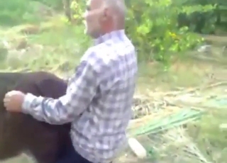 Aging zoophile fucking a donkey's wet pussy