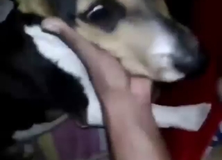 Zoophile porn with a tiny dog that has to surrender