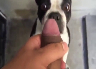 Good-looking animal fingered in POV harder