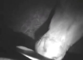 Babe calf licking all over that yummy penis