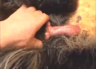 Nice dog dick handjob keeps the animal SAVAGE