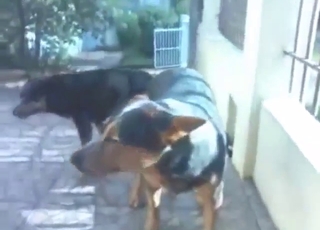 Zoophile's voyeuristic dream: two dogs fucking