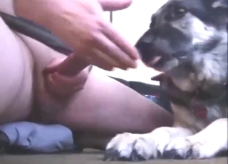 GSD dog is going to lick this fat guy's cock